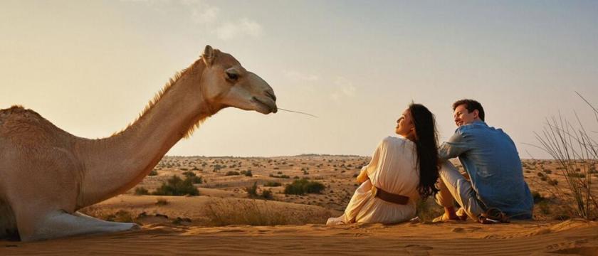 Desert Camel Dubai Macro
